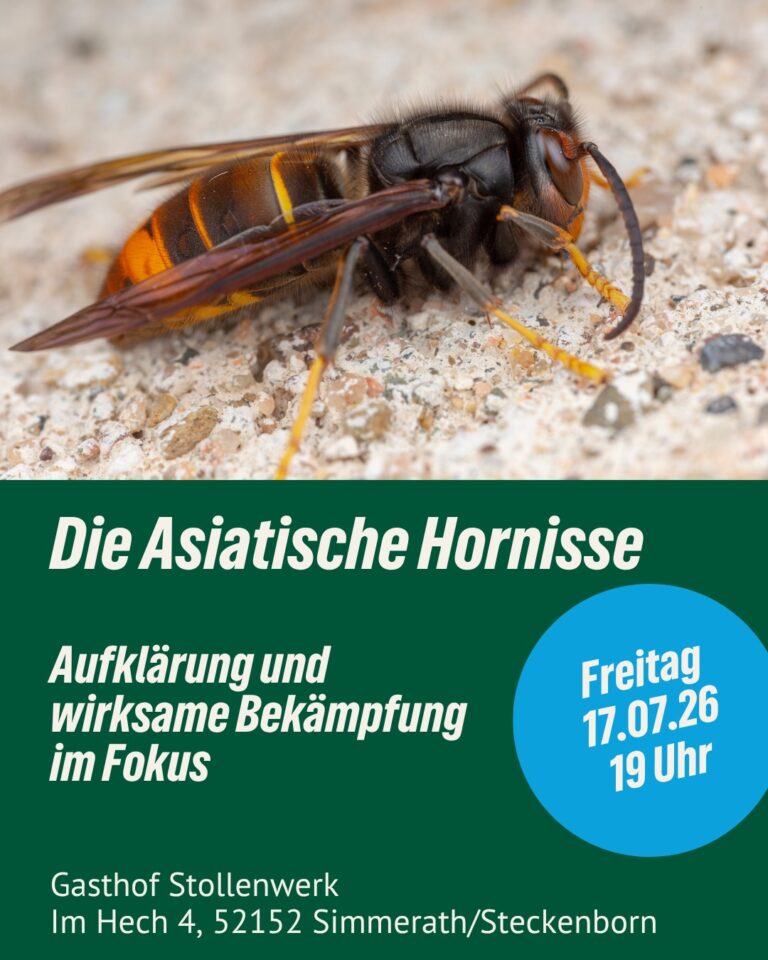 Die Asiatische Hornisse – Themenabend am 17.07.2026